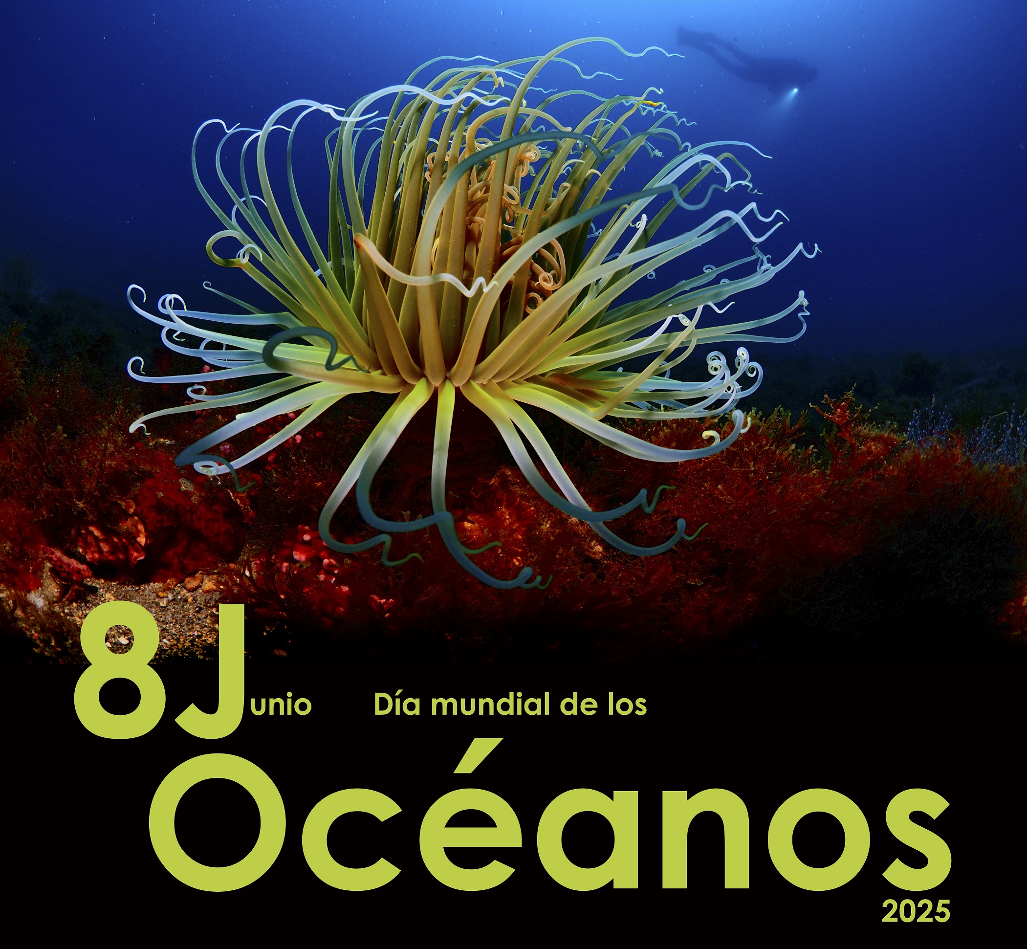 Evocadora imagen de un Cerianthus membranaceus en las costas de Granada. Foto: Francisco Sedano, medalla de plata ANFOSUB 2024 (FAAS))